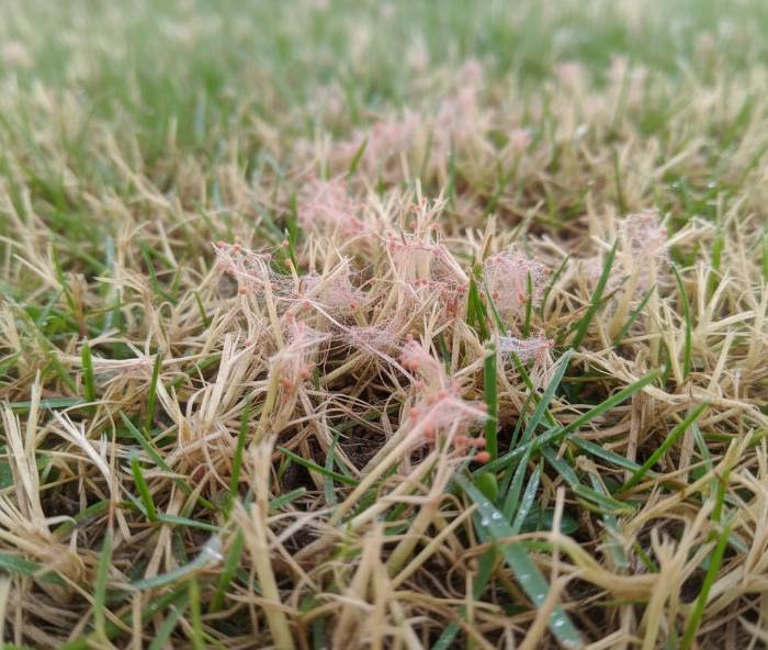 Nunc Volutpat Venenatis